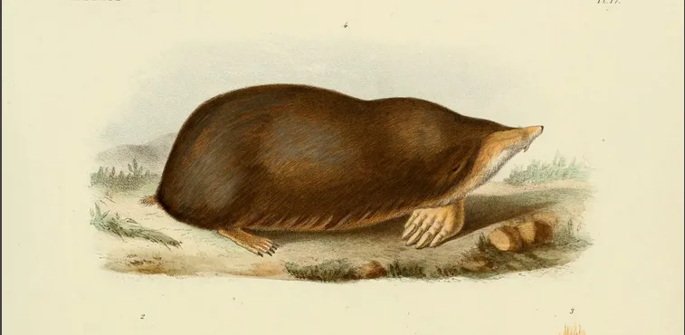 Short-faced Mole