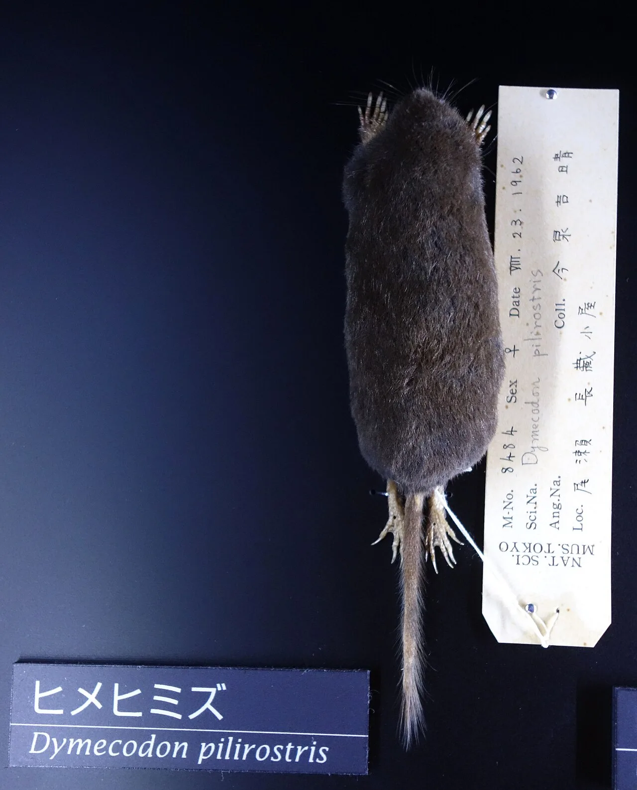 True's Shrew Mole