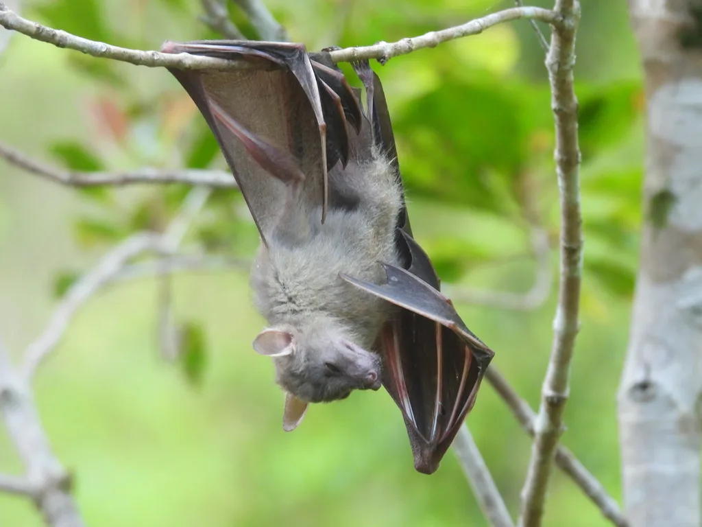 Peters's Short-nosed Fruit Bat
