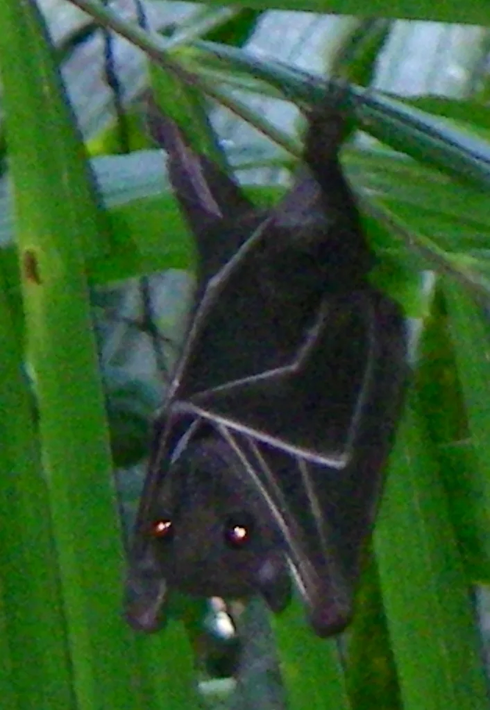 Lesser Naked-backed Fruit Bat