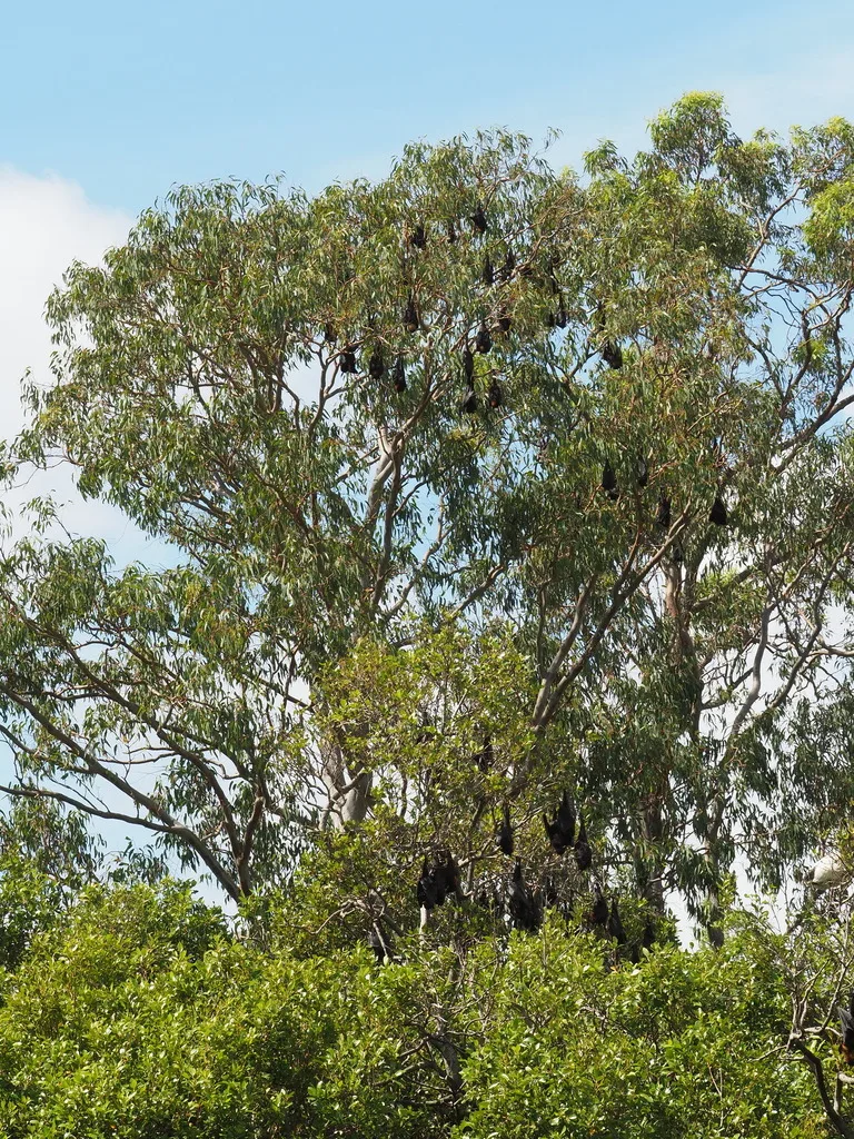 Black Flying Fox