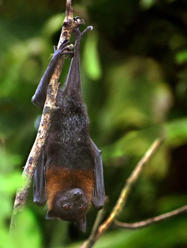 Lyle's Flying Fox