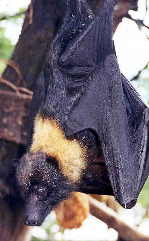 Marianas Flying Fox