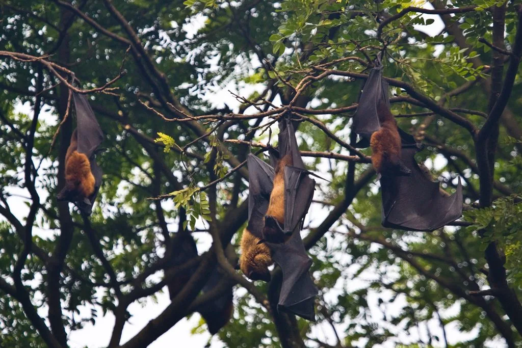 Indian Flying Fox