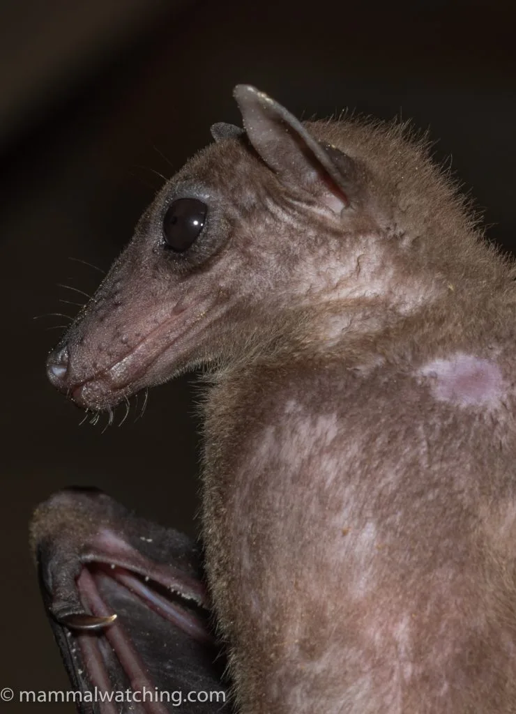 Greater Dawn Bat