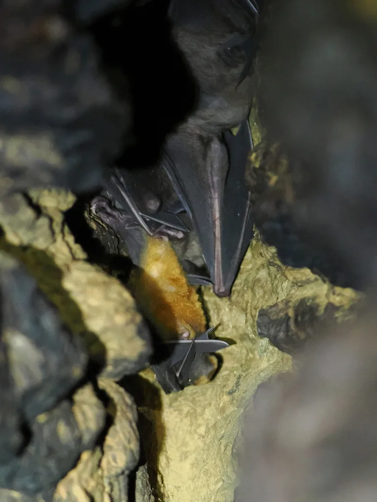 Sulawesi Fruit Bat