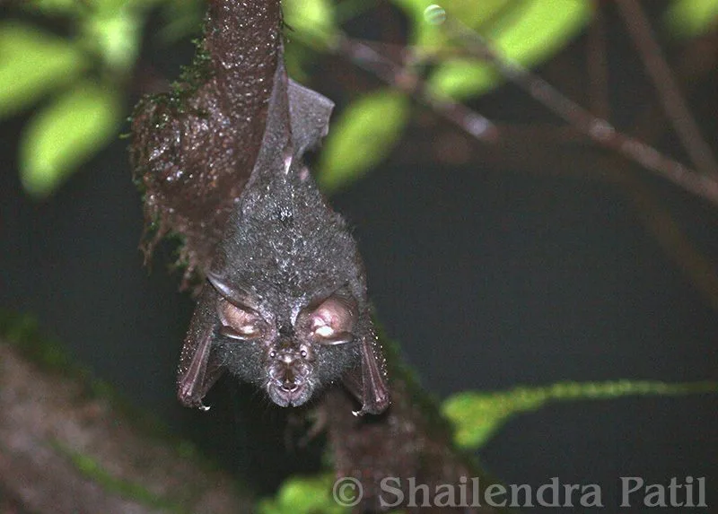 Beddome's Woolly Horseshoe Bat