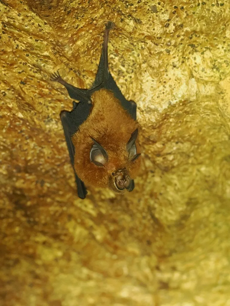 Sulawesi Horseshoe Bat