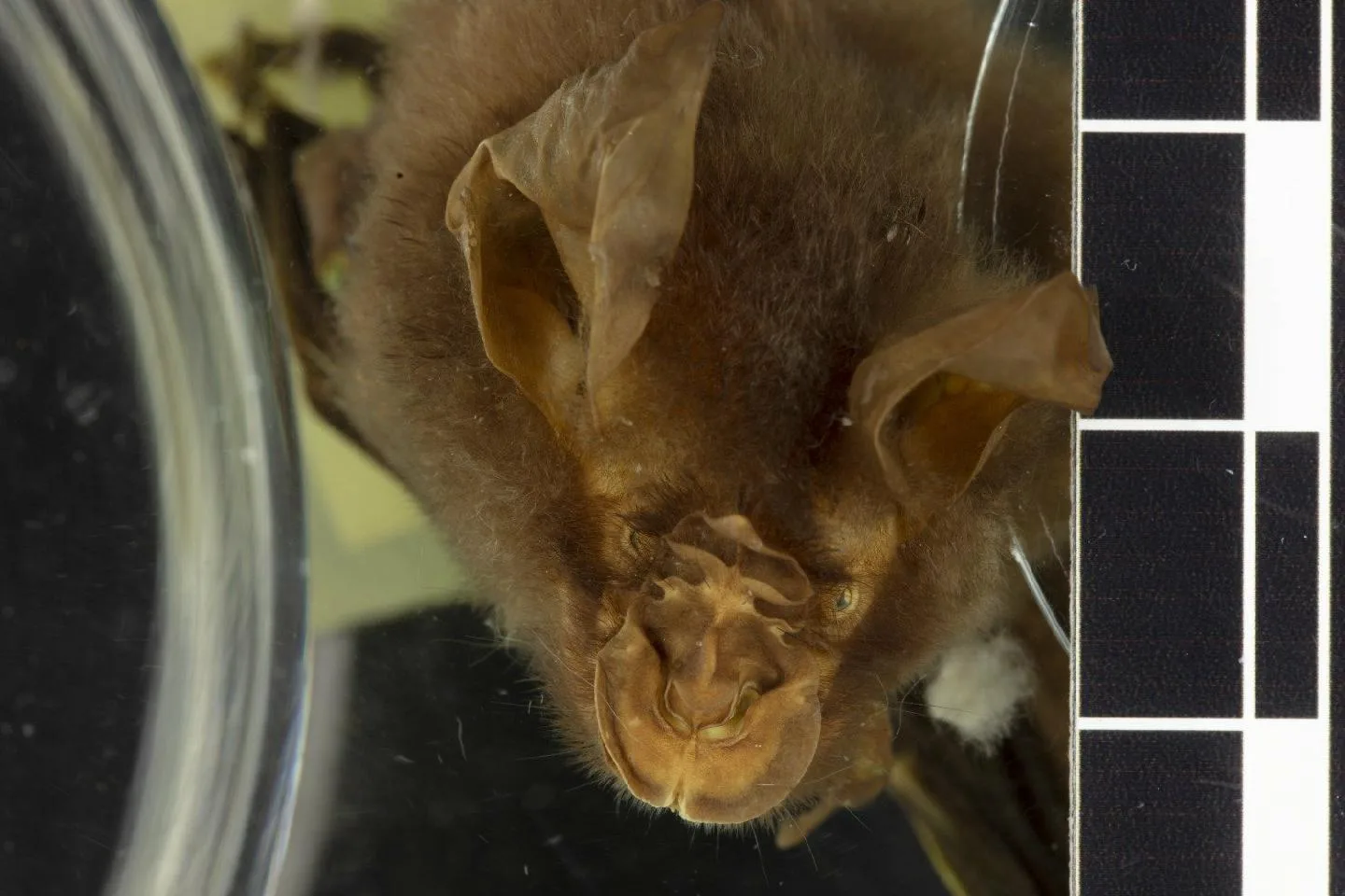 Indochinese Horseshoe Bat