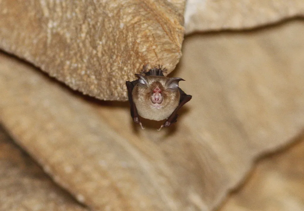 Croslet Horseshoe Bat
