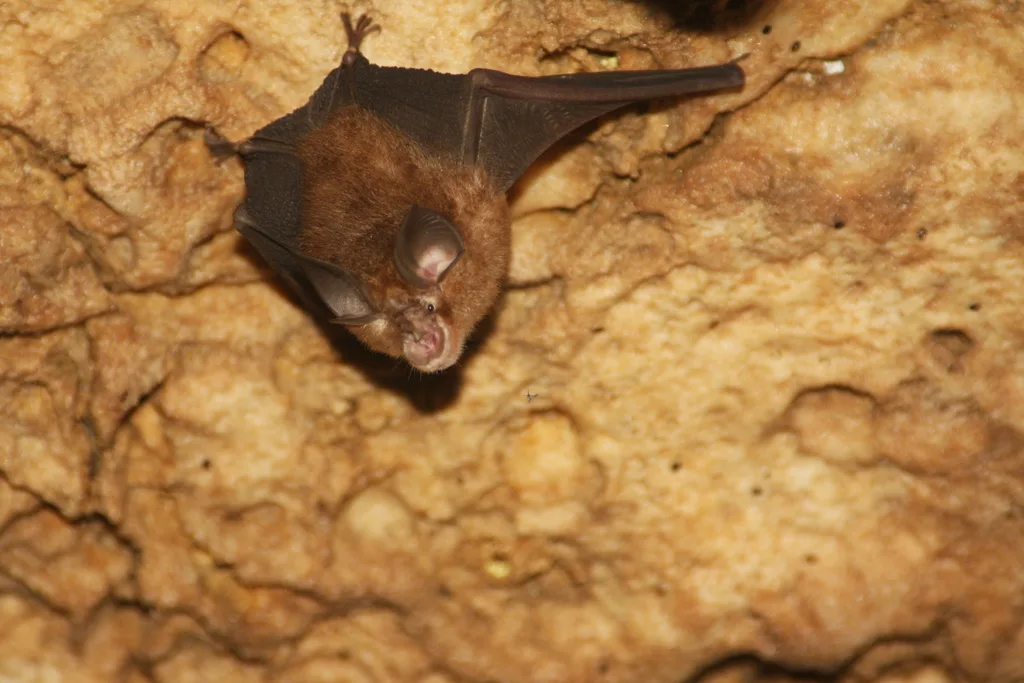 Little Japanese Horseshoe Bat
