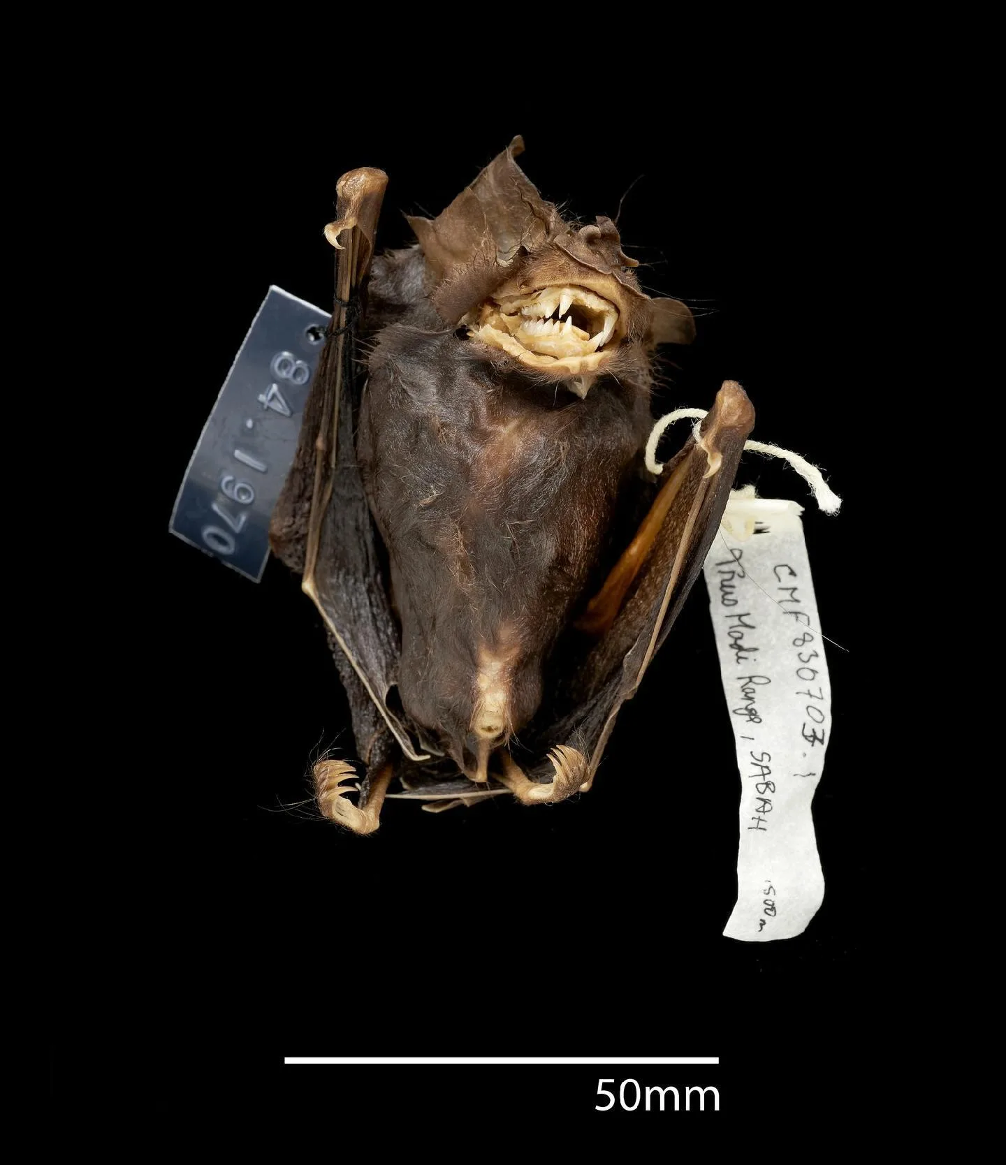Francis's Woolly Horseshoe Bat