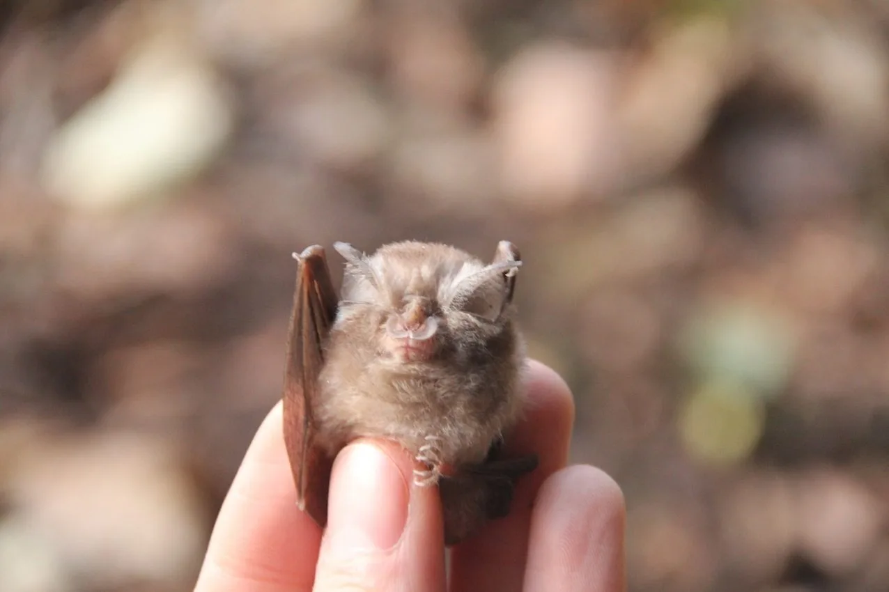 Lesser Horseshoe Bat