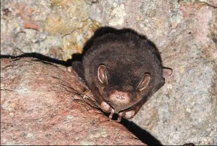 Small Long-fingered Bat