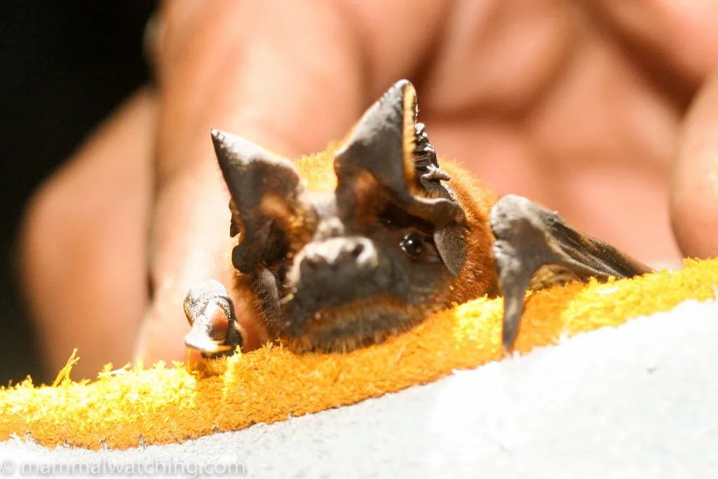 Malayan Free-tailed Bat