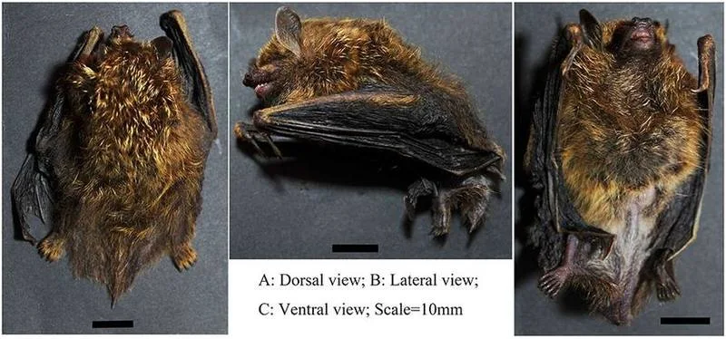 Formosan Tube-nosed Bat