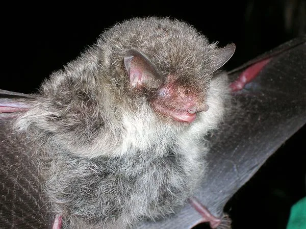 Fea's Tube-nosed Bat
