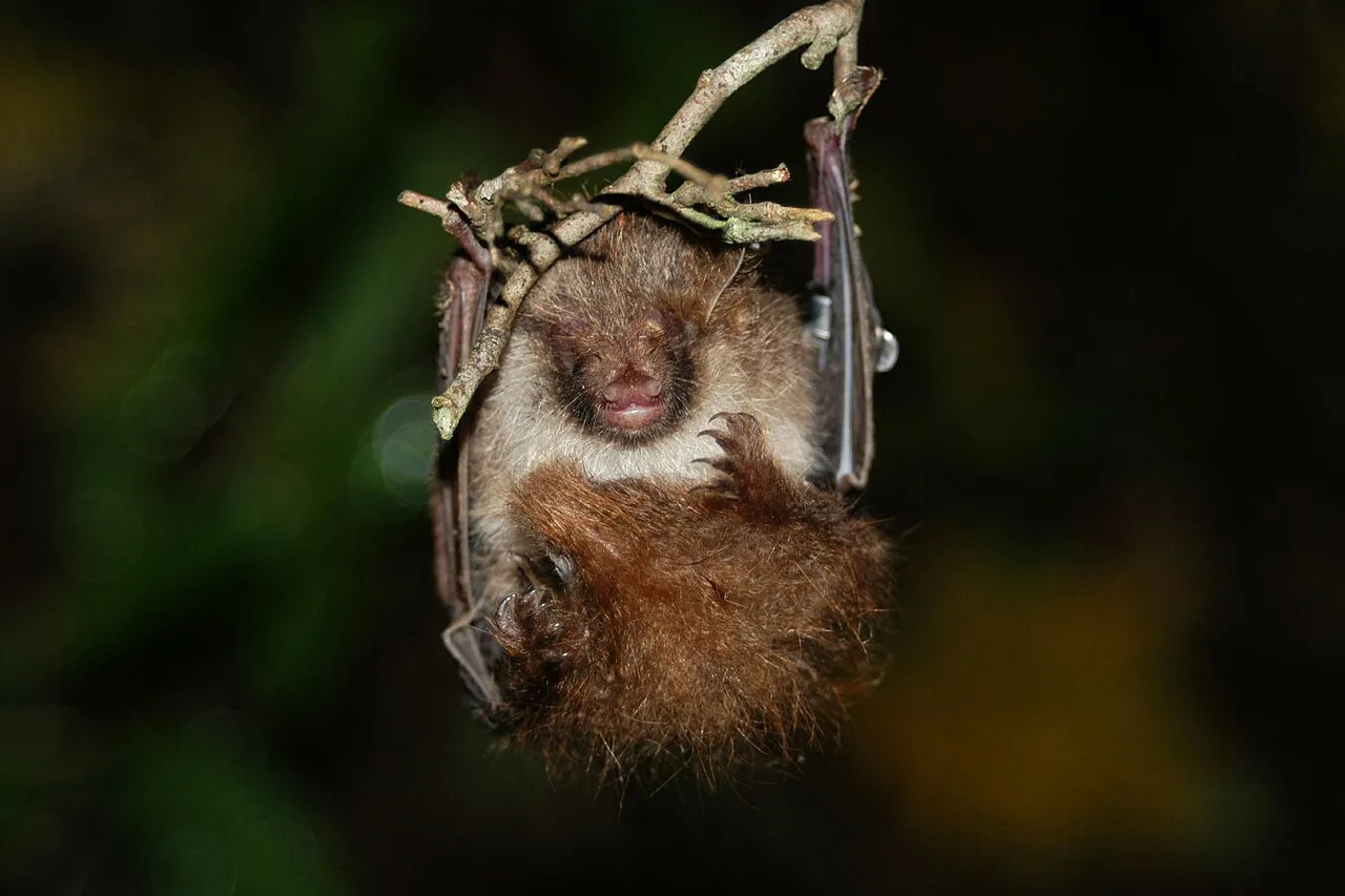 Hutton's Tube-nosed Bat