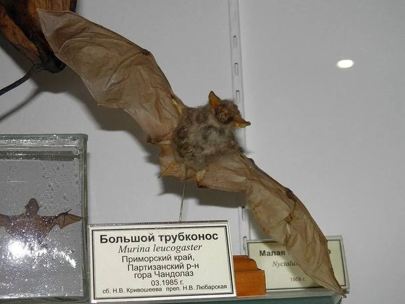Rufous Tube-nosed Bat