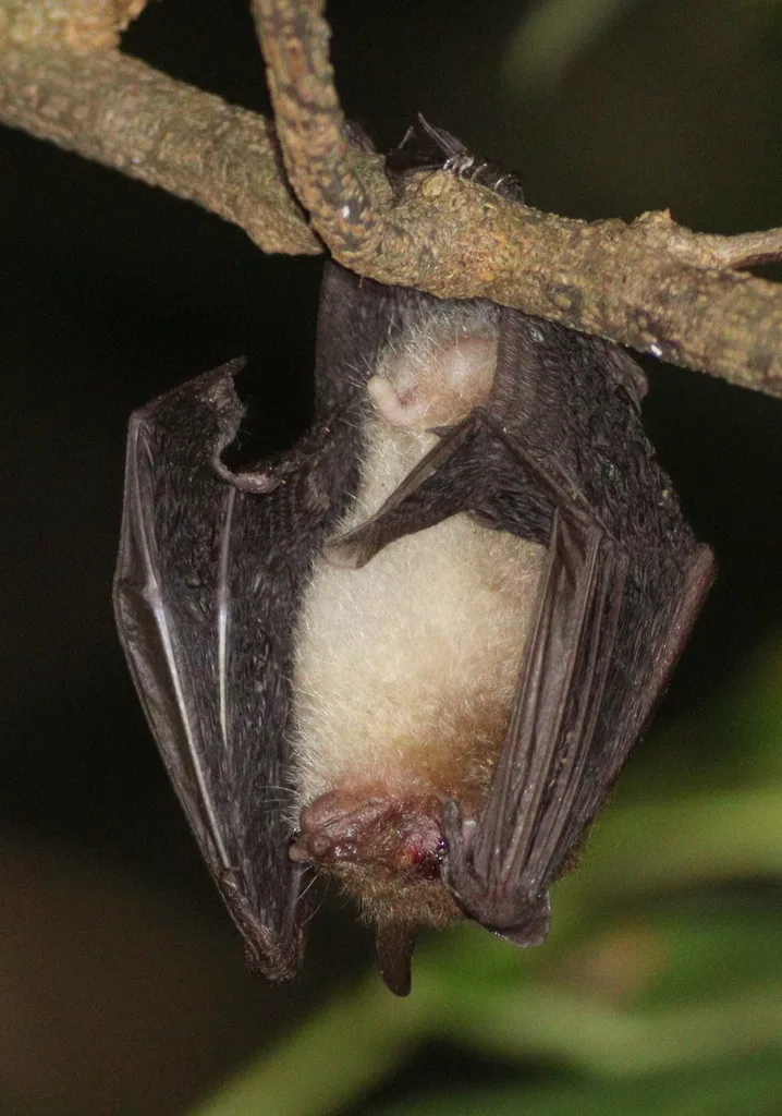 Peninsular Tube-nosed Bat