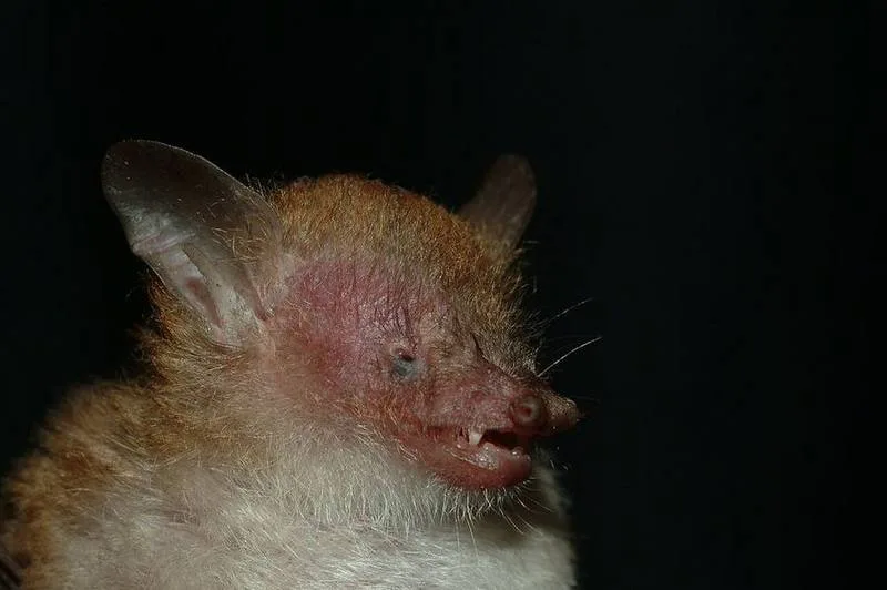 Walston's Tube-nosed Bat