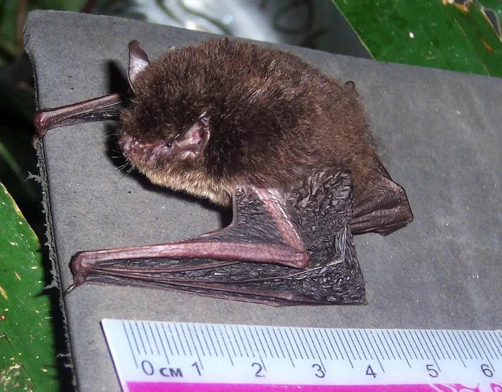 Himalayan Broad-muzzled Bat