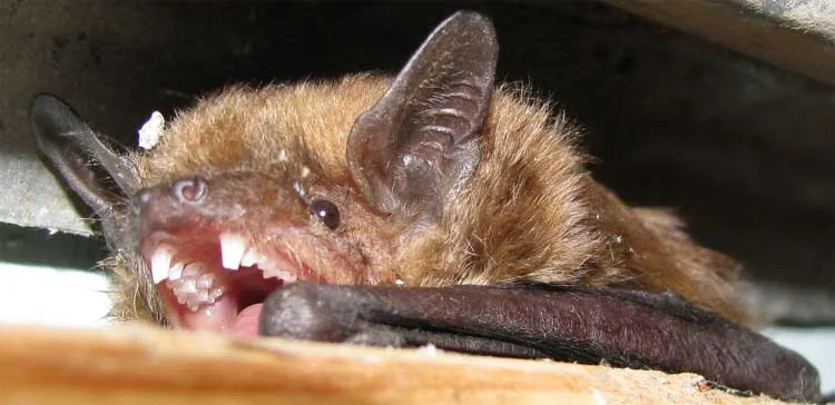 Ognev's Serotine