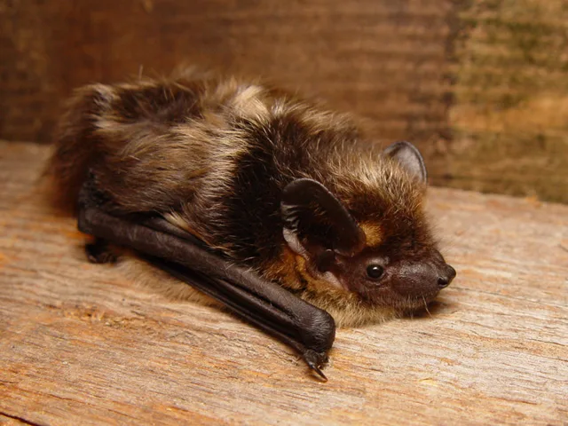 Thick-eared Serotine