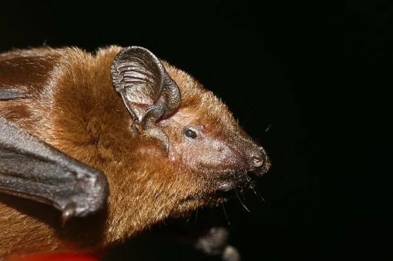 Blanford's False Serotine