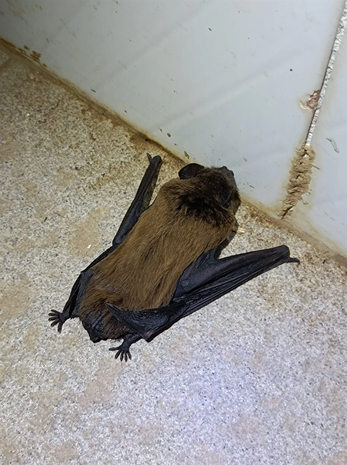 Leisler's Noctule