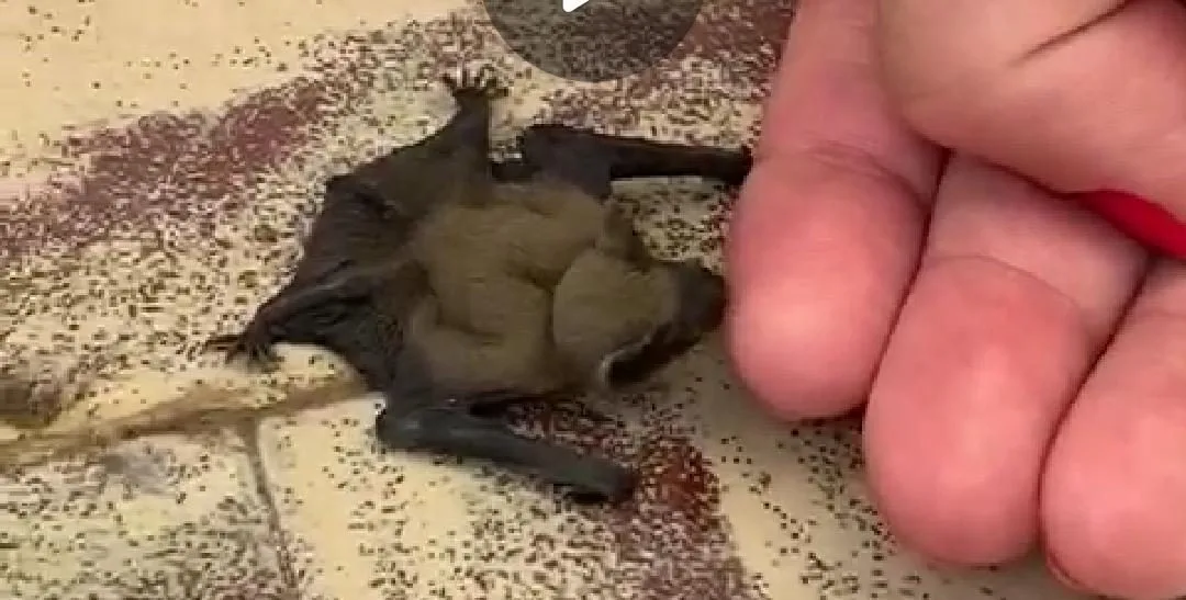 Kuhl's Pipistrelle