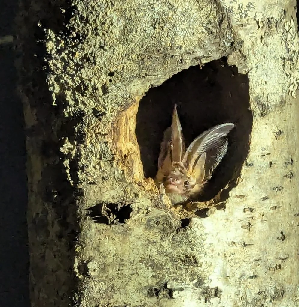 Brown Long-eared Bat