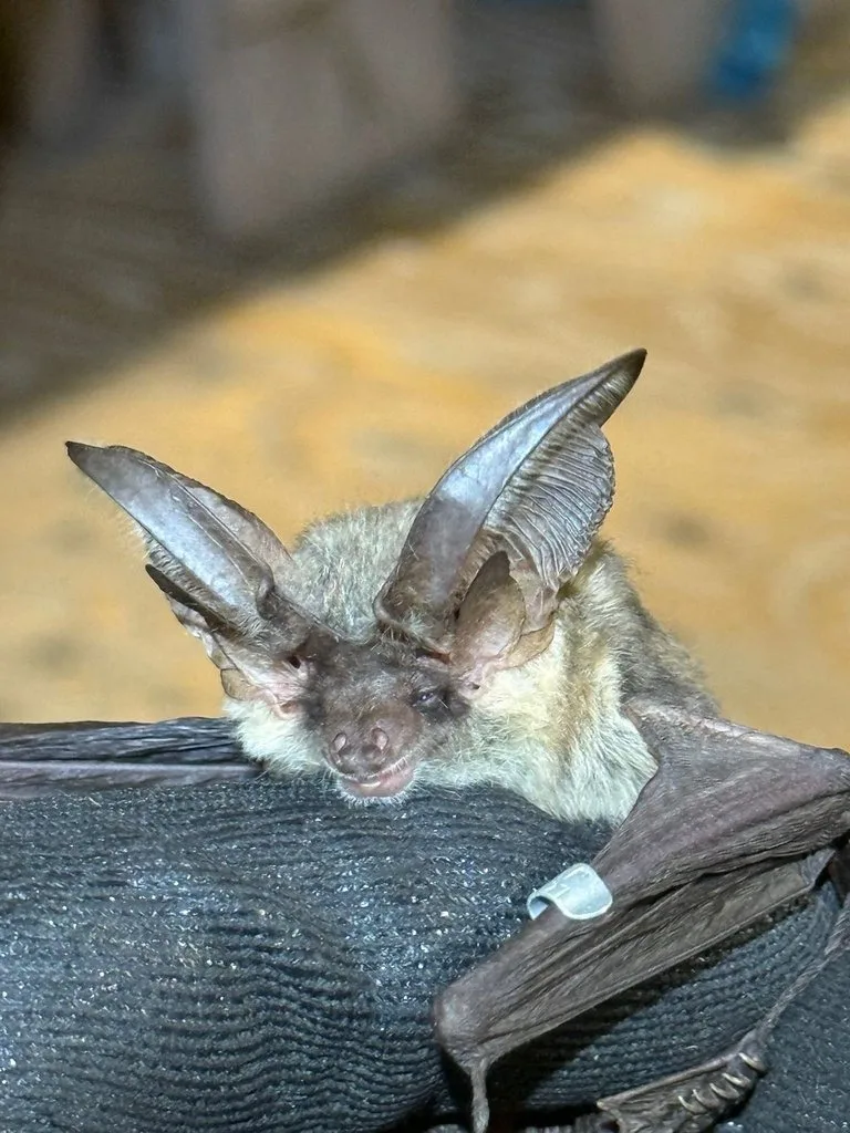 Gray Long-eared Bat