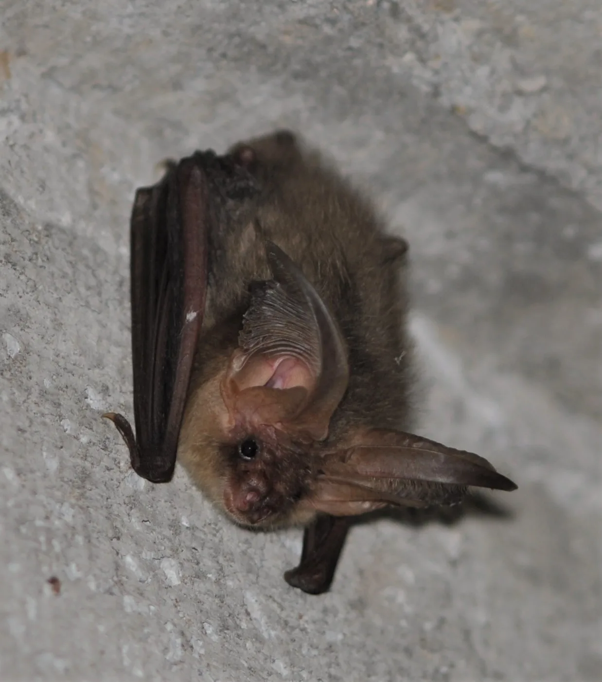 Kozlov's Long-eared Bat