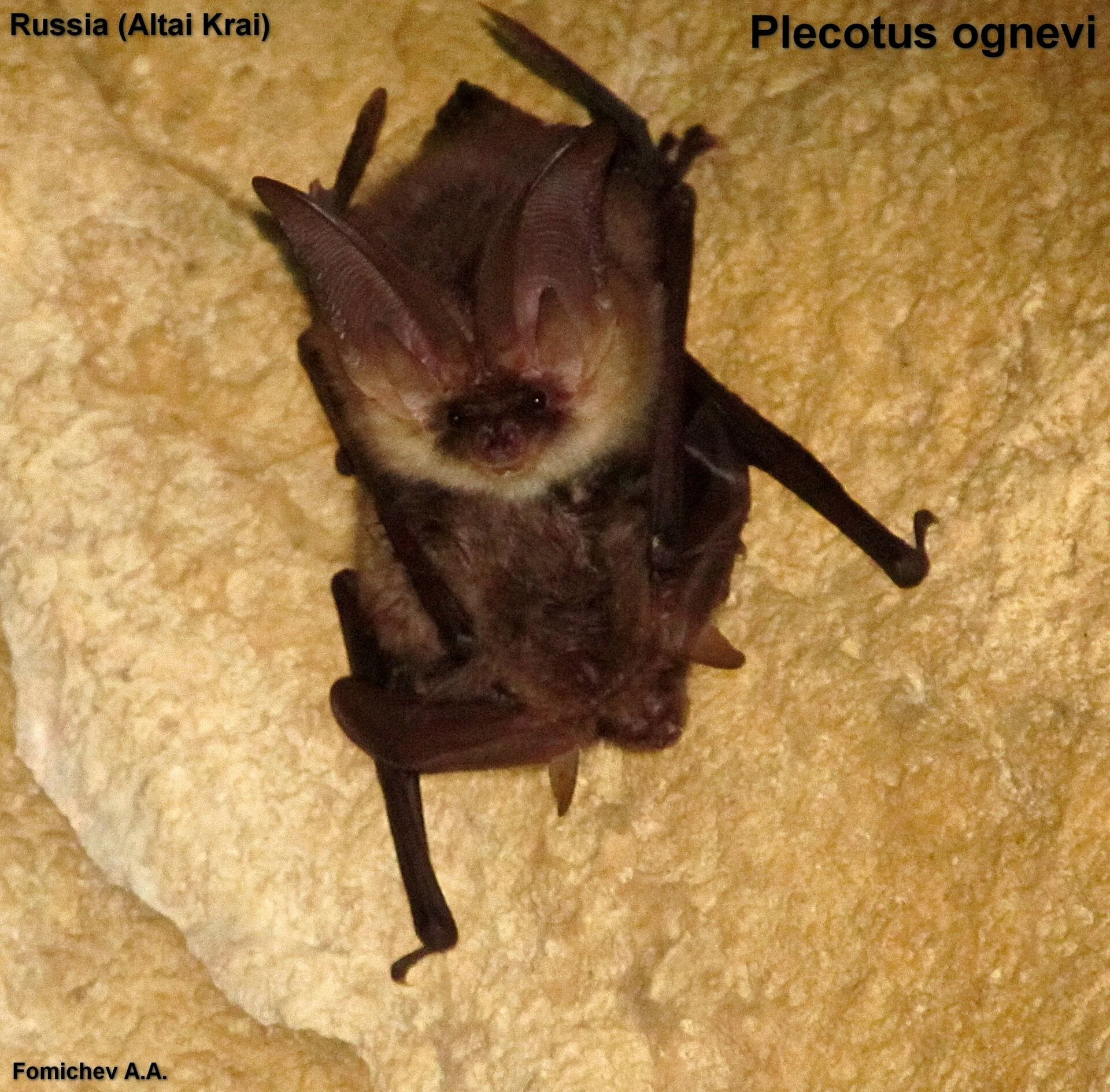 Ognev's Long-eared Bat