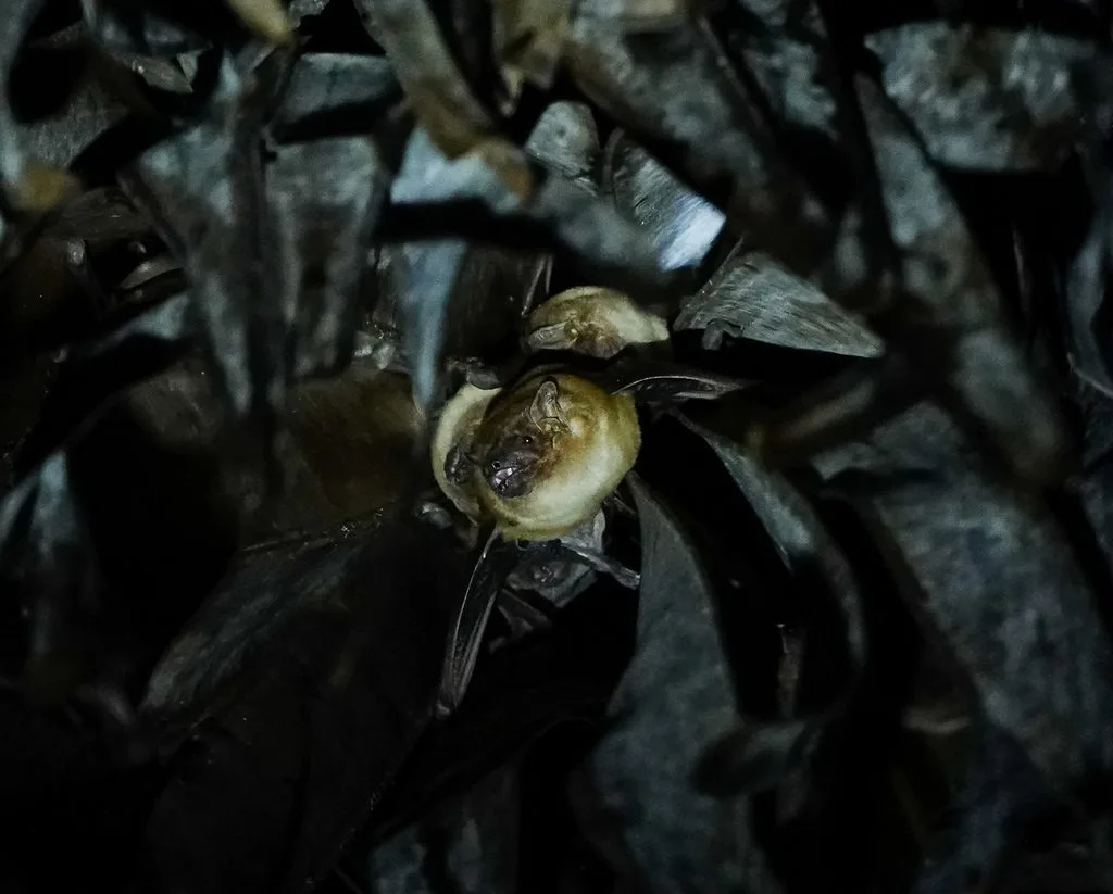 Greater Asian Yellow Bat