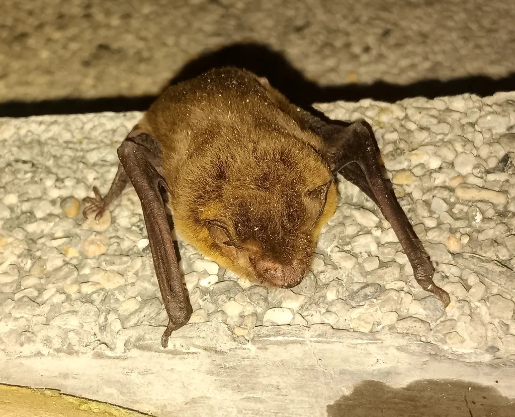 Rohu's Bat
