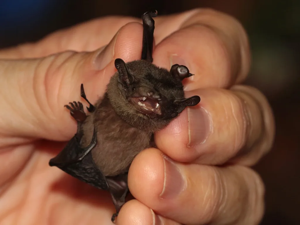 Malayan Greater Bamboo Bat