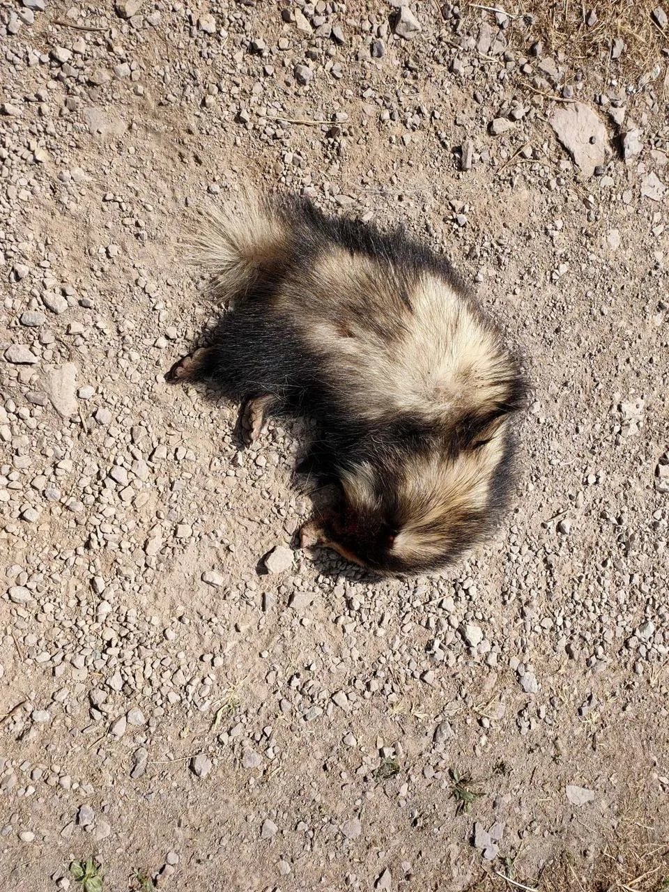 Northern Hog Badger