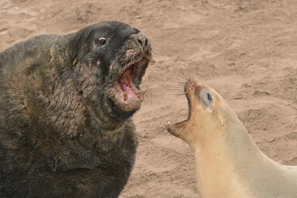 New Zealand Sea Lion