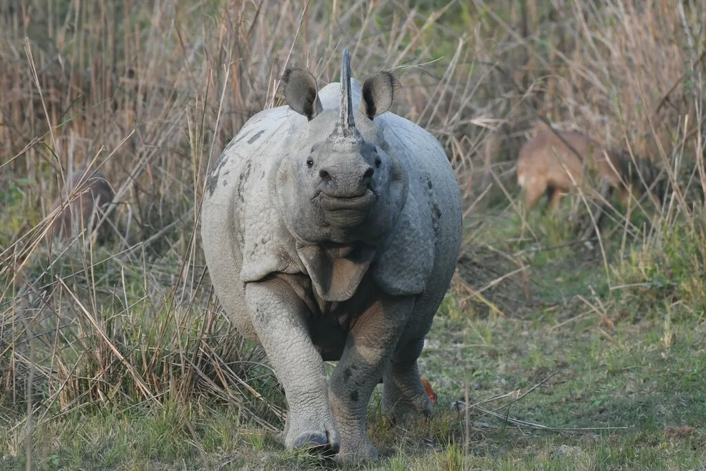 Greater One-horned Rhinoceros