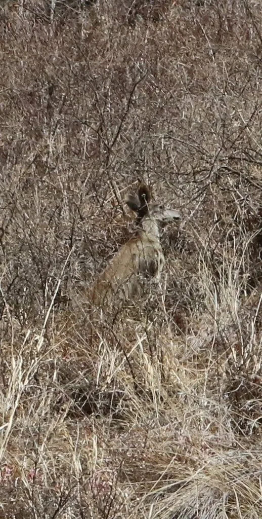 Alpine Musk-deer