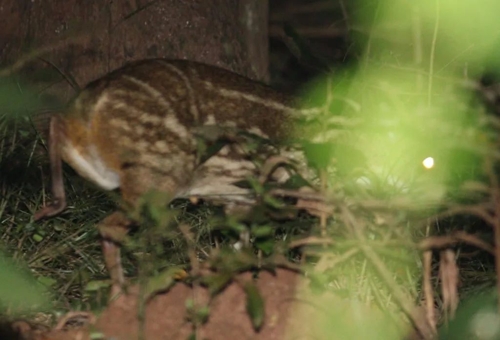White-spotted Chevrotain