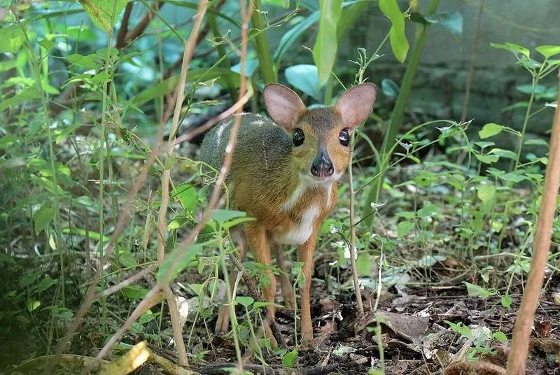 Silver-backed Chevrotain