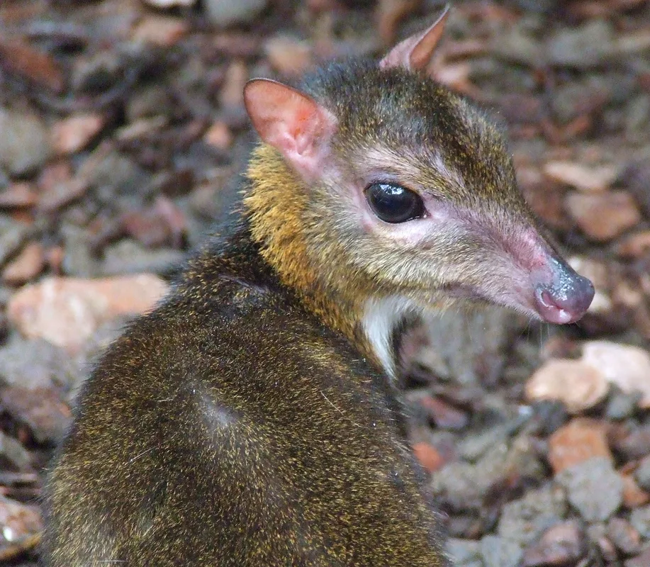Northern Chevrotain