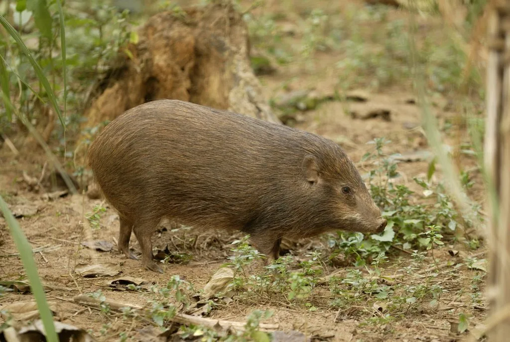 Pygmy Hog