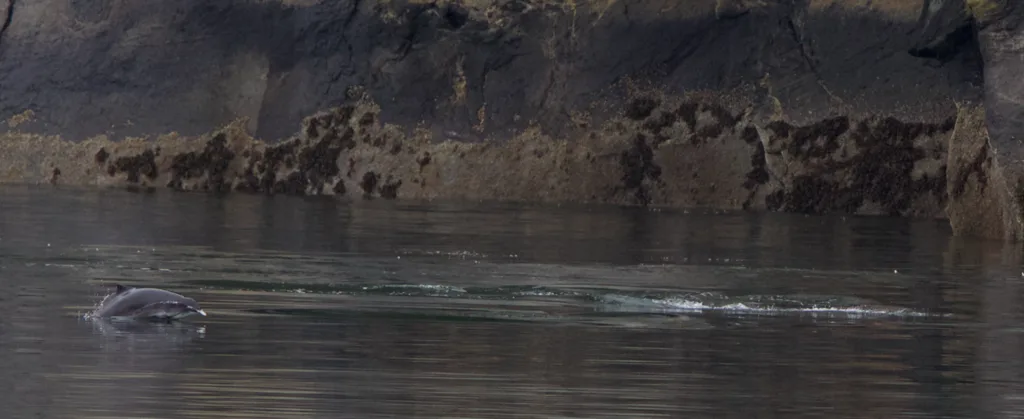 Harbor Porpoise