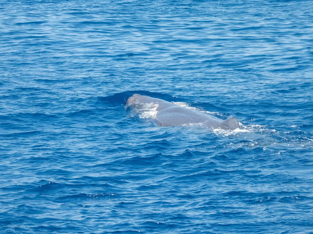 Sperm Whale