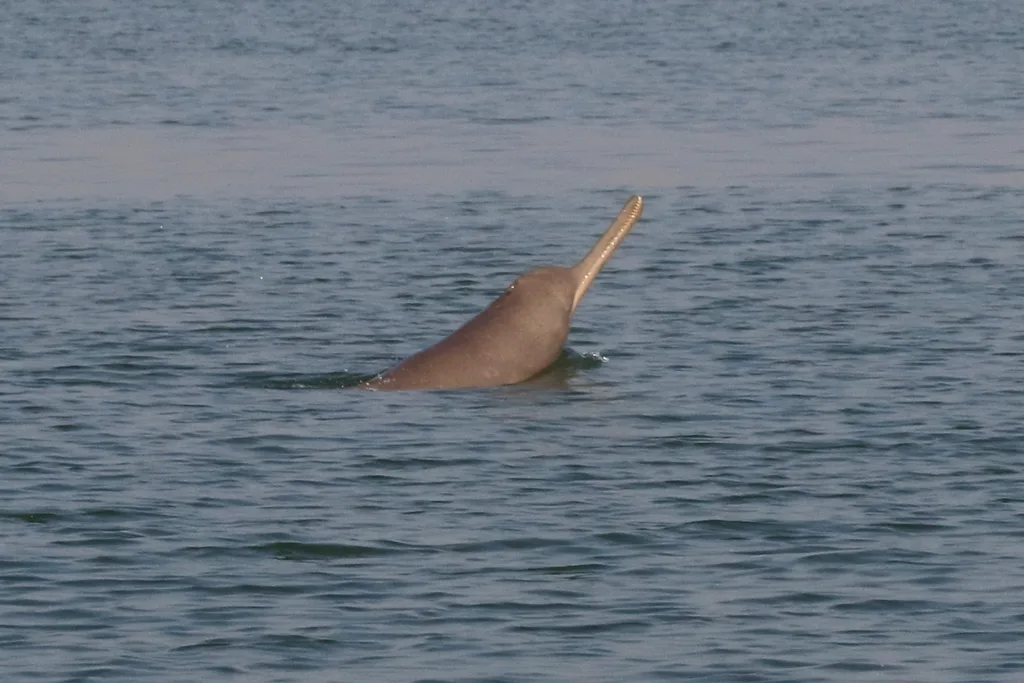 Ganges River Dolphin
