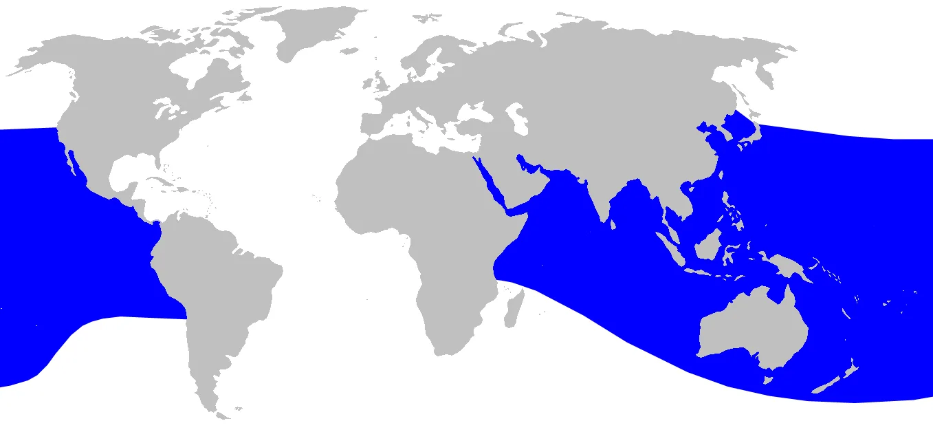 Ginkgo-toothed Beaked Whale